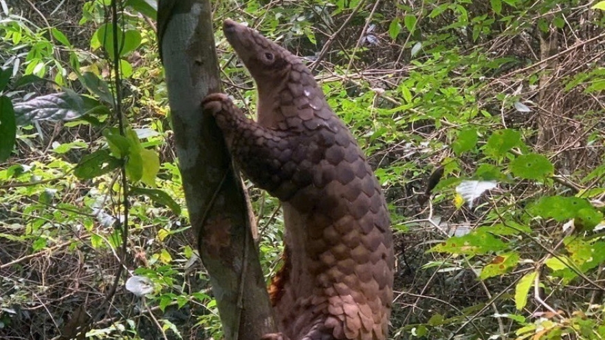 Quang Ngai releases rare pangolin back into nature